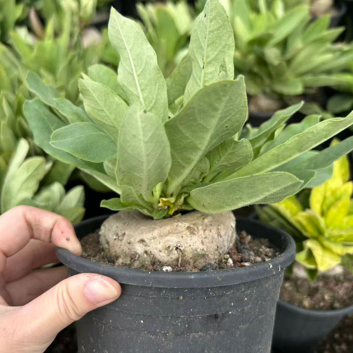 Brachystelma barberiae — Same Size Shipped, W8cm, Seed-grown