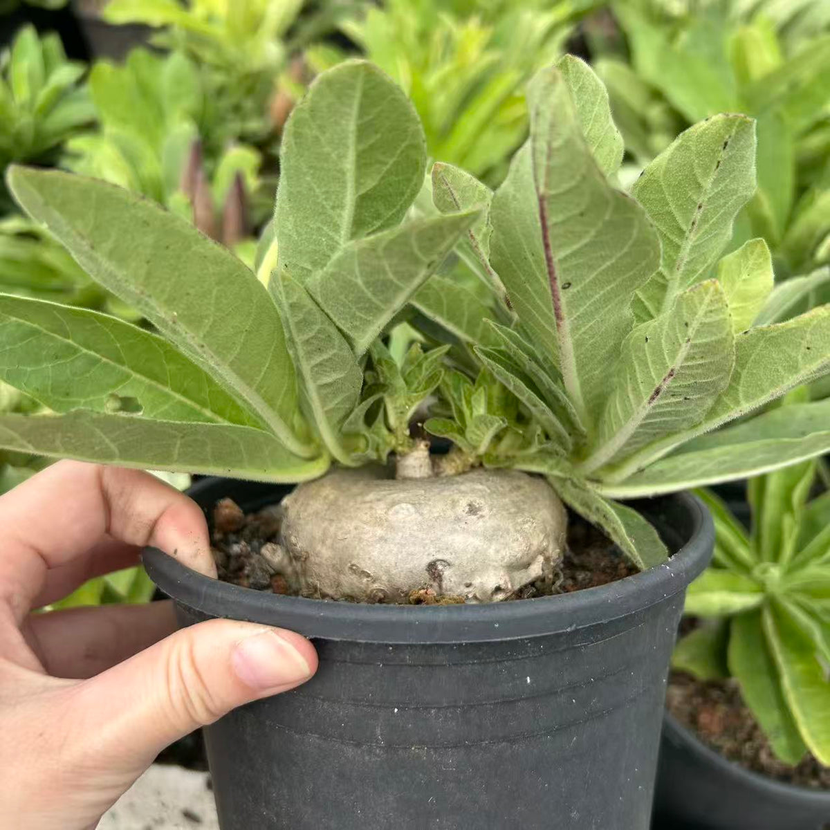 Brachystelma barberiae — Same Size Shipped, W8cm, Seed-grown