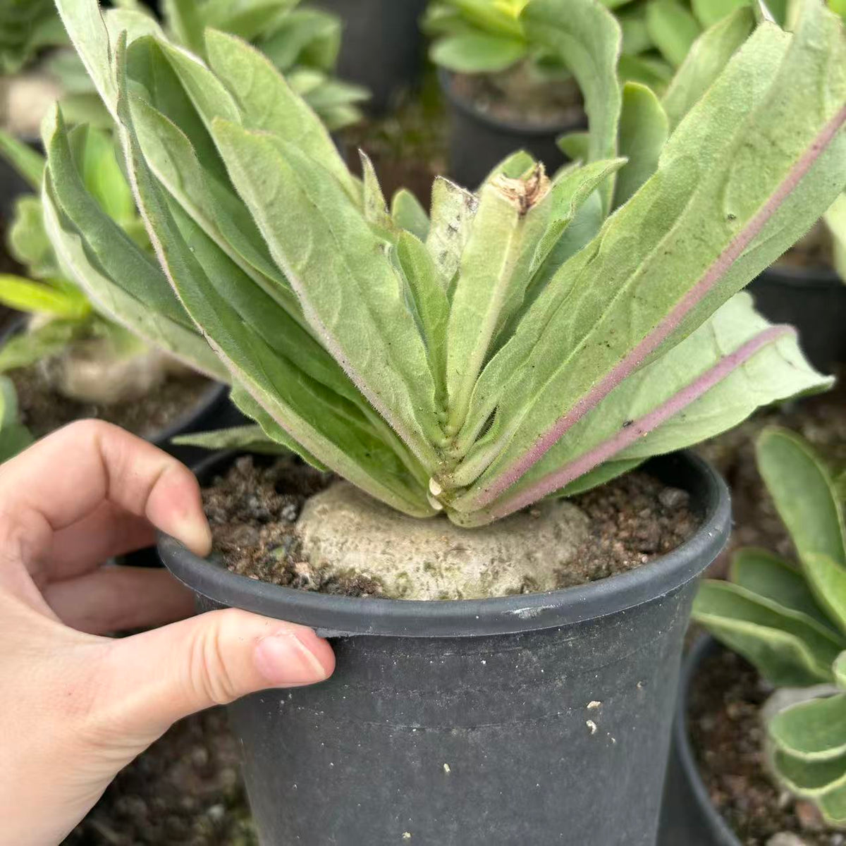 Brachystelma barberiae — Same Size Shipped, W8cm, Seed-grown