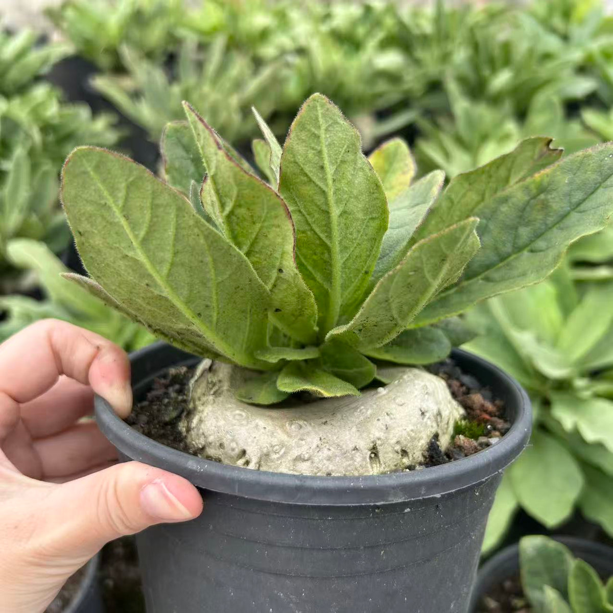 Brachystelma barberiae — Same Size Shipped, W8cm, Seed-grown