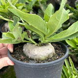 Brachystelma barberiae — Same Size Shipped, W8cm, Seed-grown