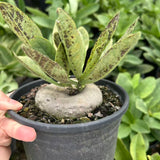 Brachystelma barberiae — Same Size Shipped, W8cm, Seed-grown