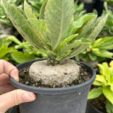 Brachystelma barberiae — Same Size Shipped, W8cm, Seed-grown