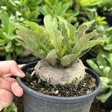 Brachystelma barberiae — Same Size Shipped, W8cm, Seed-grown