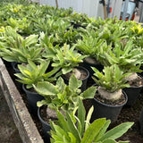 Brachystelma barberiae — Same Size Shipped, W8cm, Seed-grown