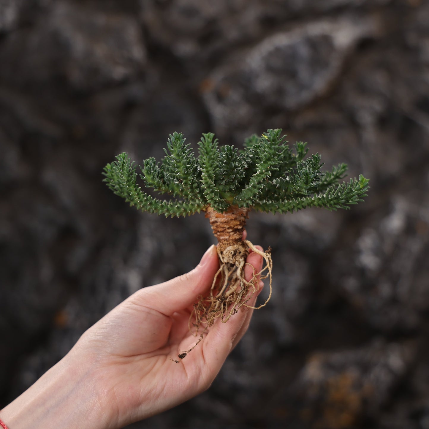 Euphorbia atroviridis