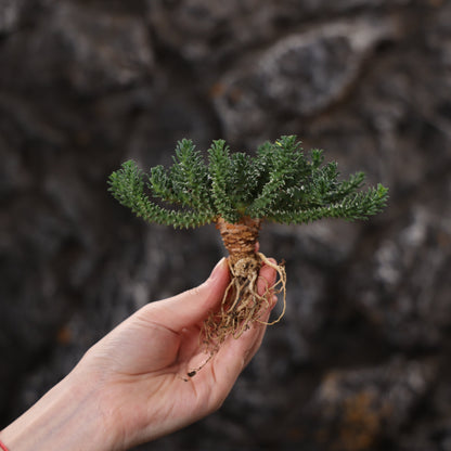 Euphorbia atroviridis