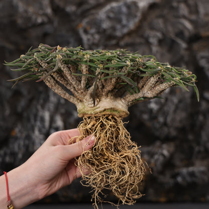 Euphorbia cylindrifolia ssp. tuberifera