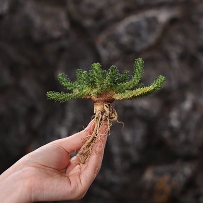 Euphorbia atroviridis