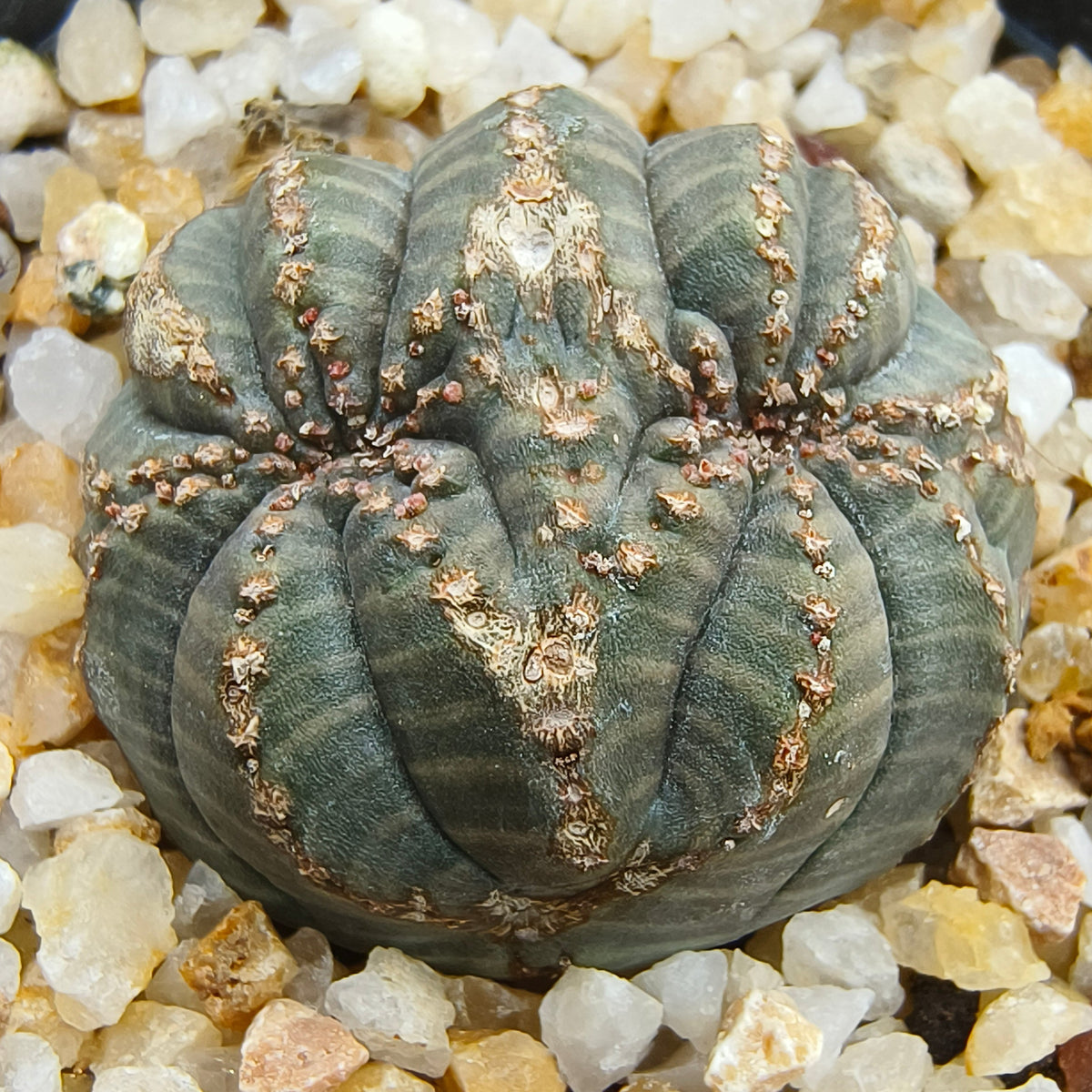 Euphorbia obesa