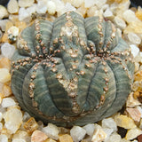 Euphorbia obesa