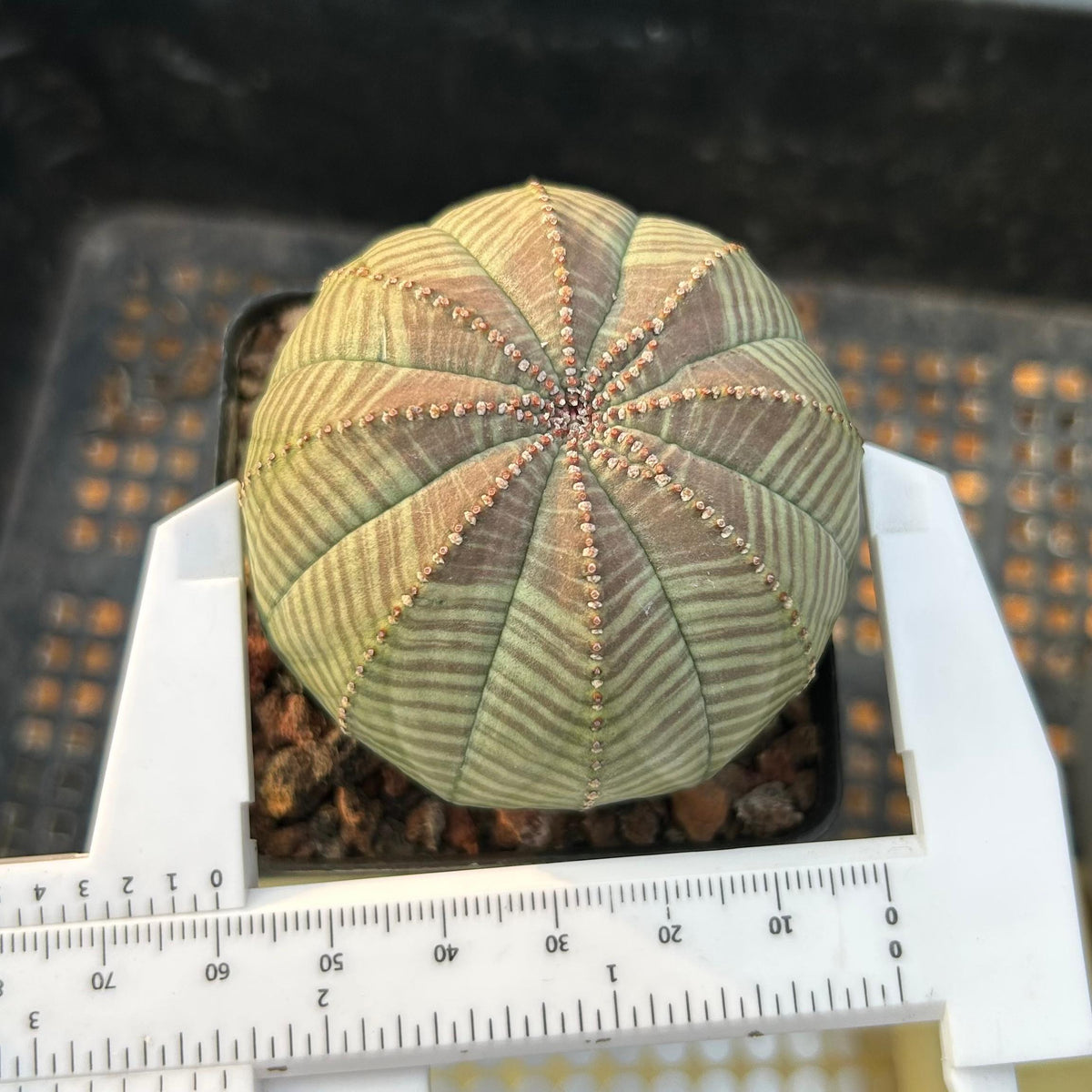 Euphorbia obesa