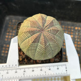 Euphorbia obesa