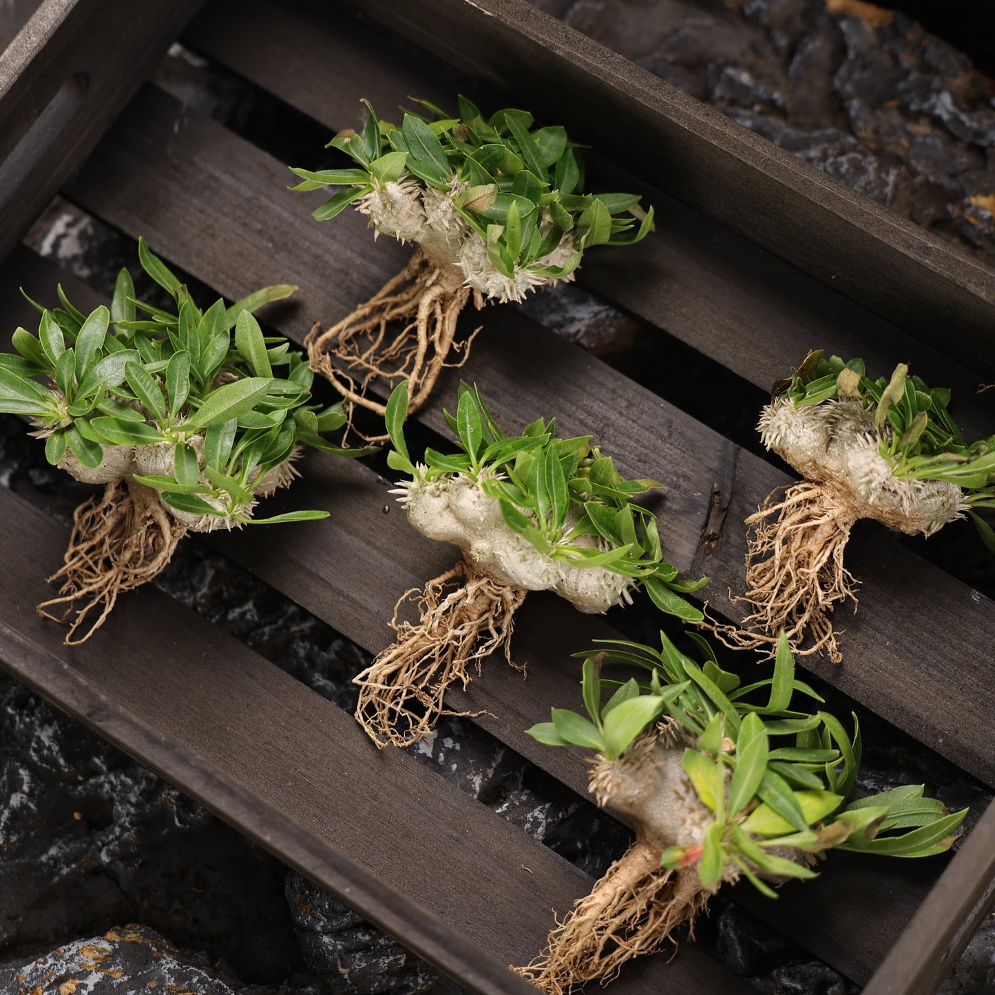 Pachypodium brevicaule