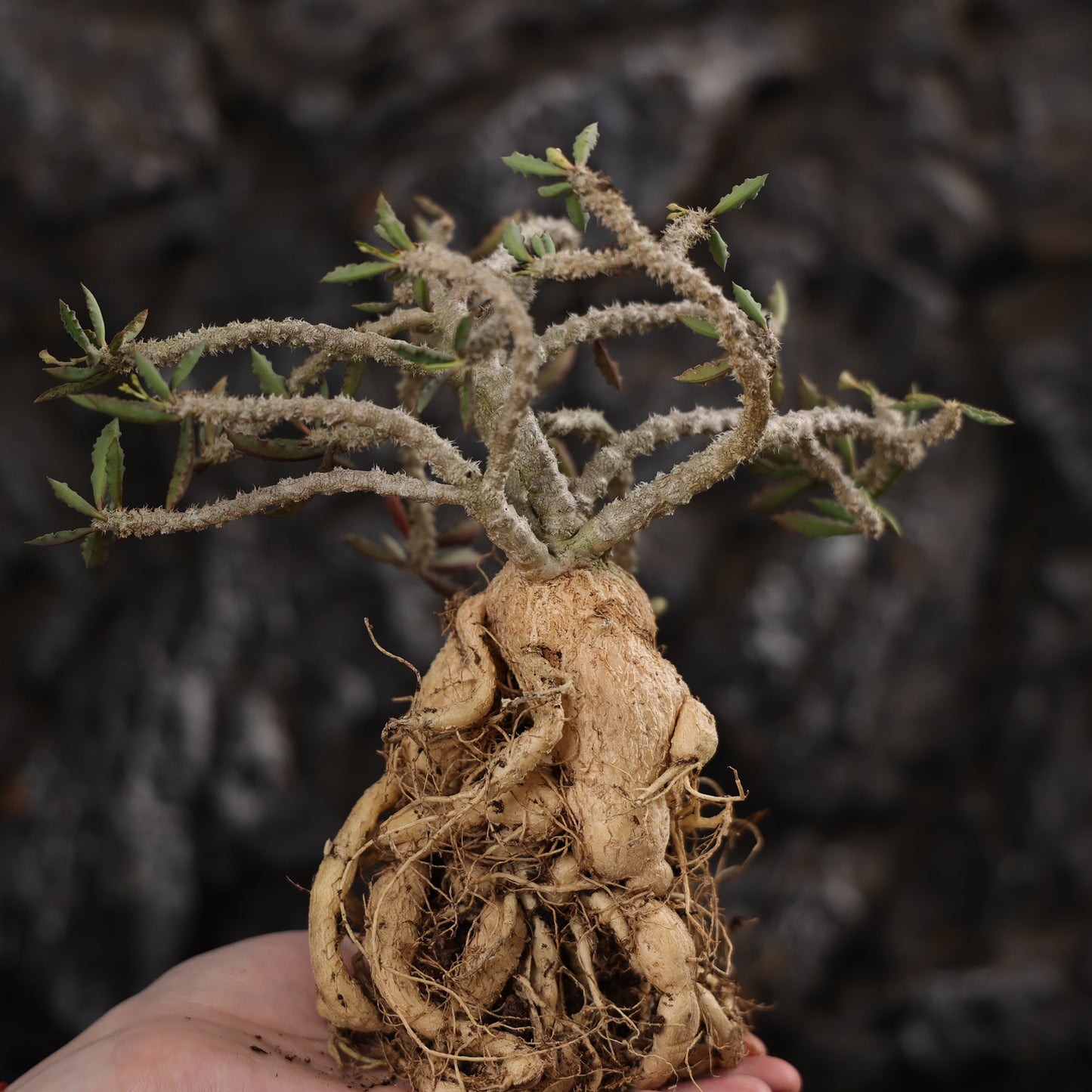 Euphorbia capsaintemariensis