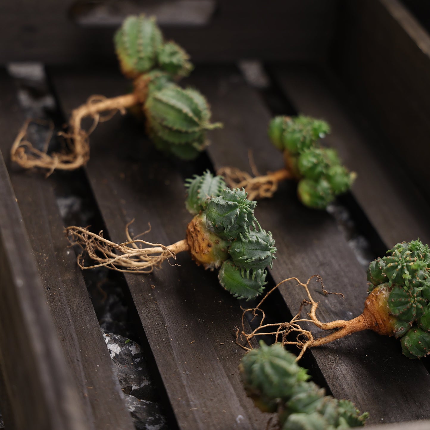 Euphorbia tubiglans hybrid