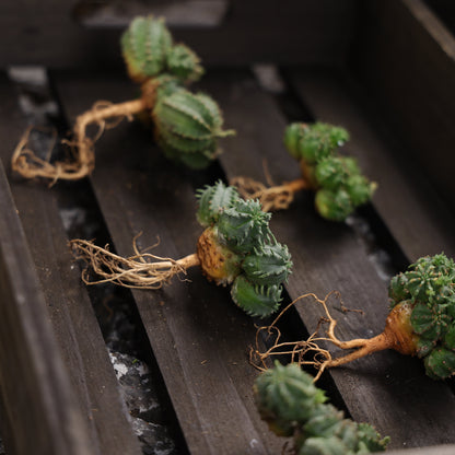 Euphorbia tubiglans hybrid