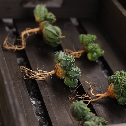 Euphorbia tubiglans hybrid