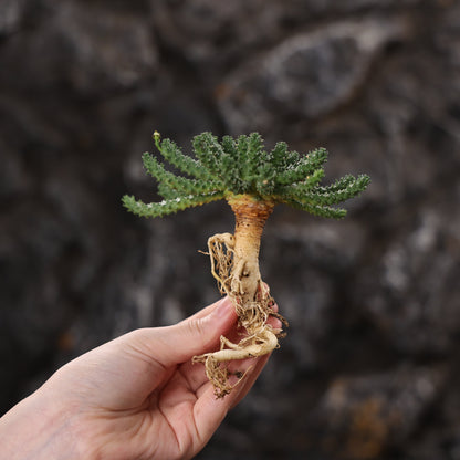 Euphorbia atroviridis