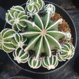 Aztekium hintonii-Aztekium-W8-10cm-image-2
