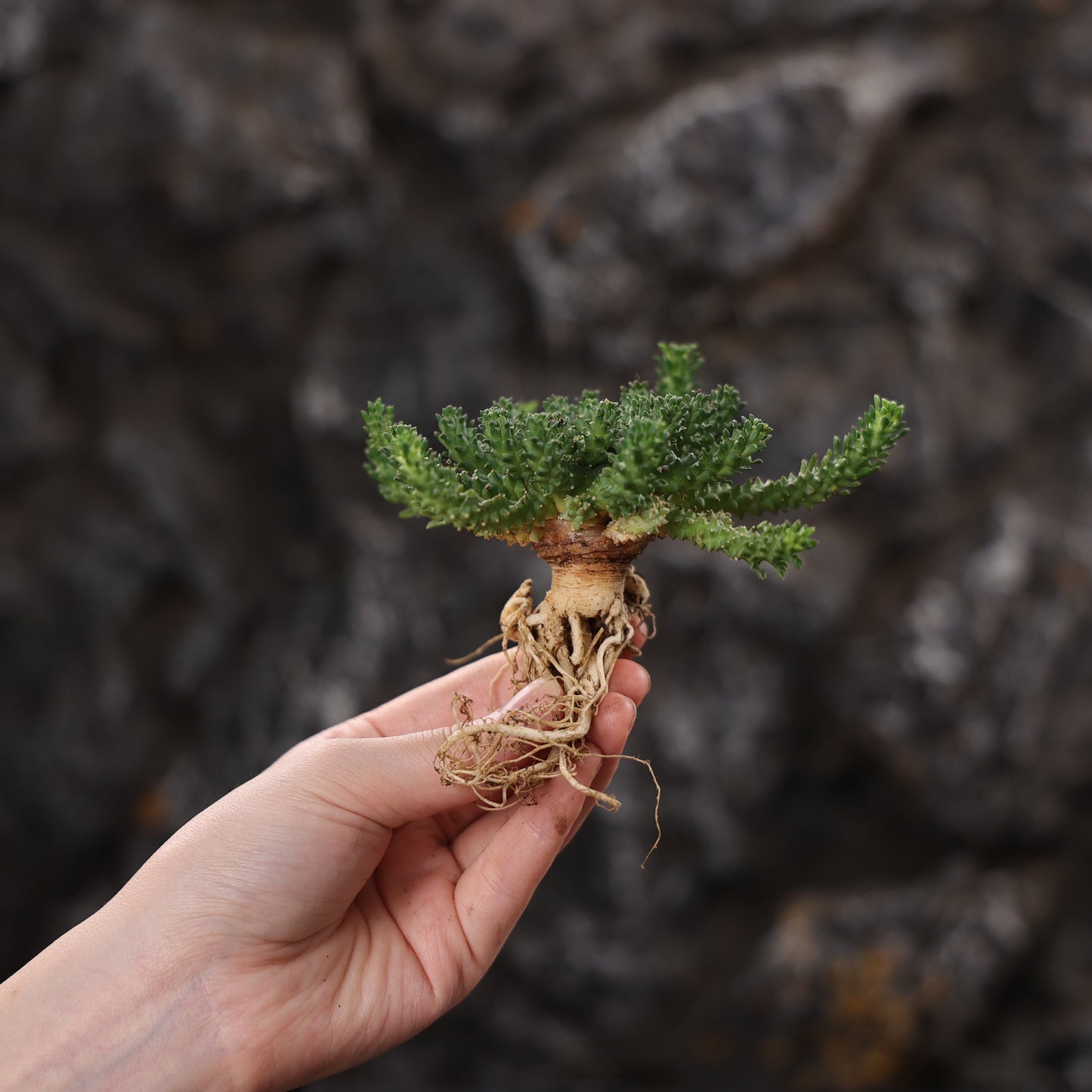 Euphorbia atroviridis