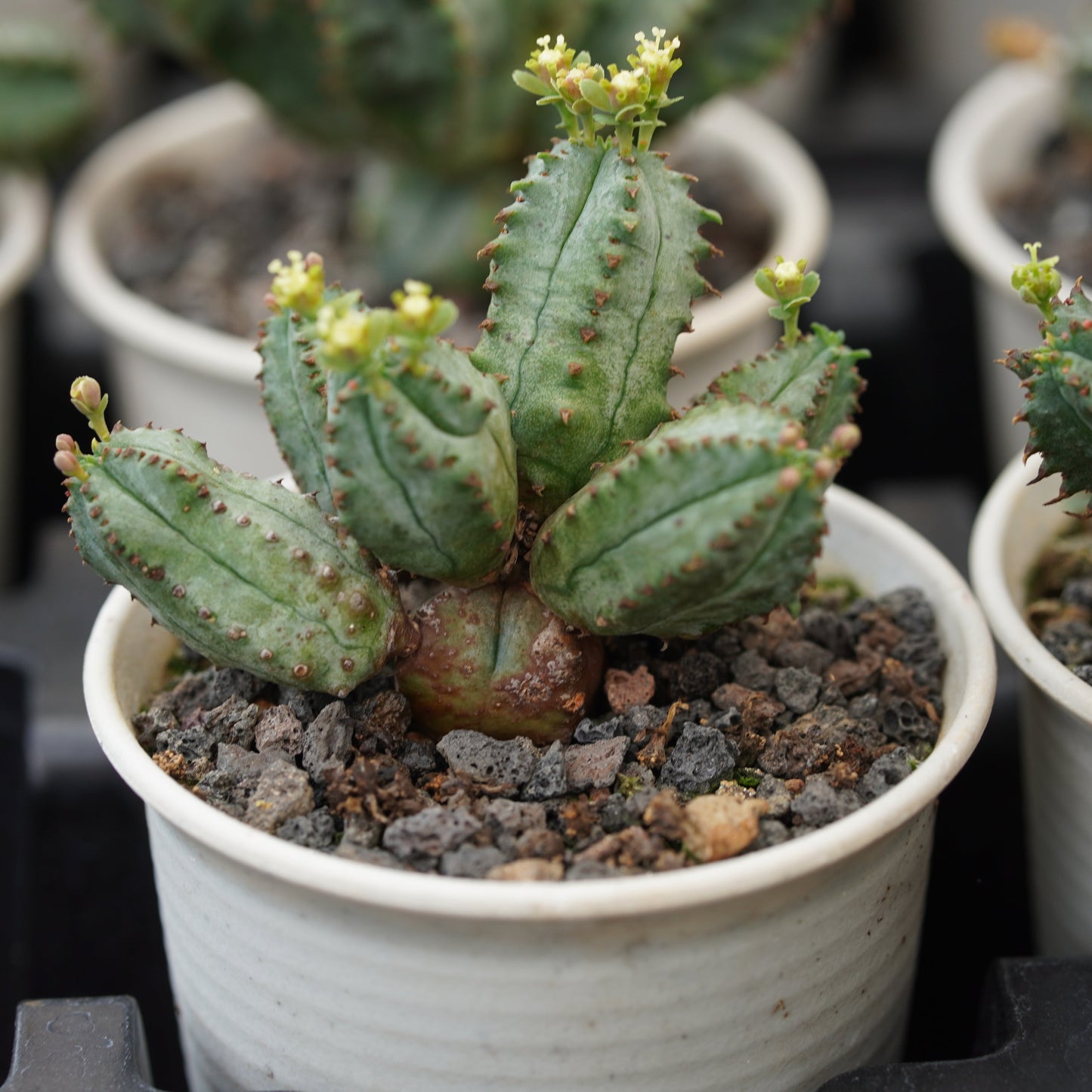Euphorbia tubiglans