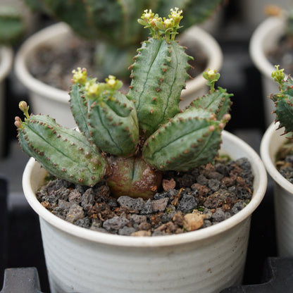 Euphorbia tubiglans