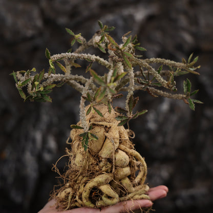 Euphorbia capsaintemariensis