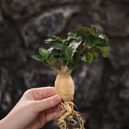 Euphorbia ambovombensis