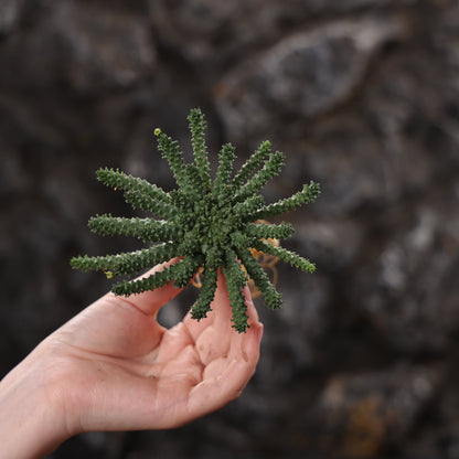 Euphorbia atroviridis