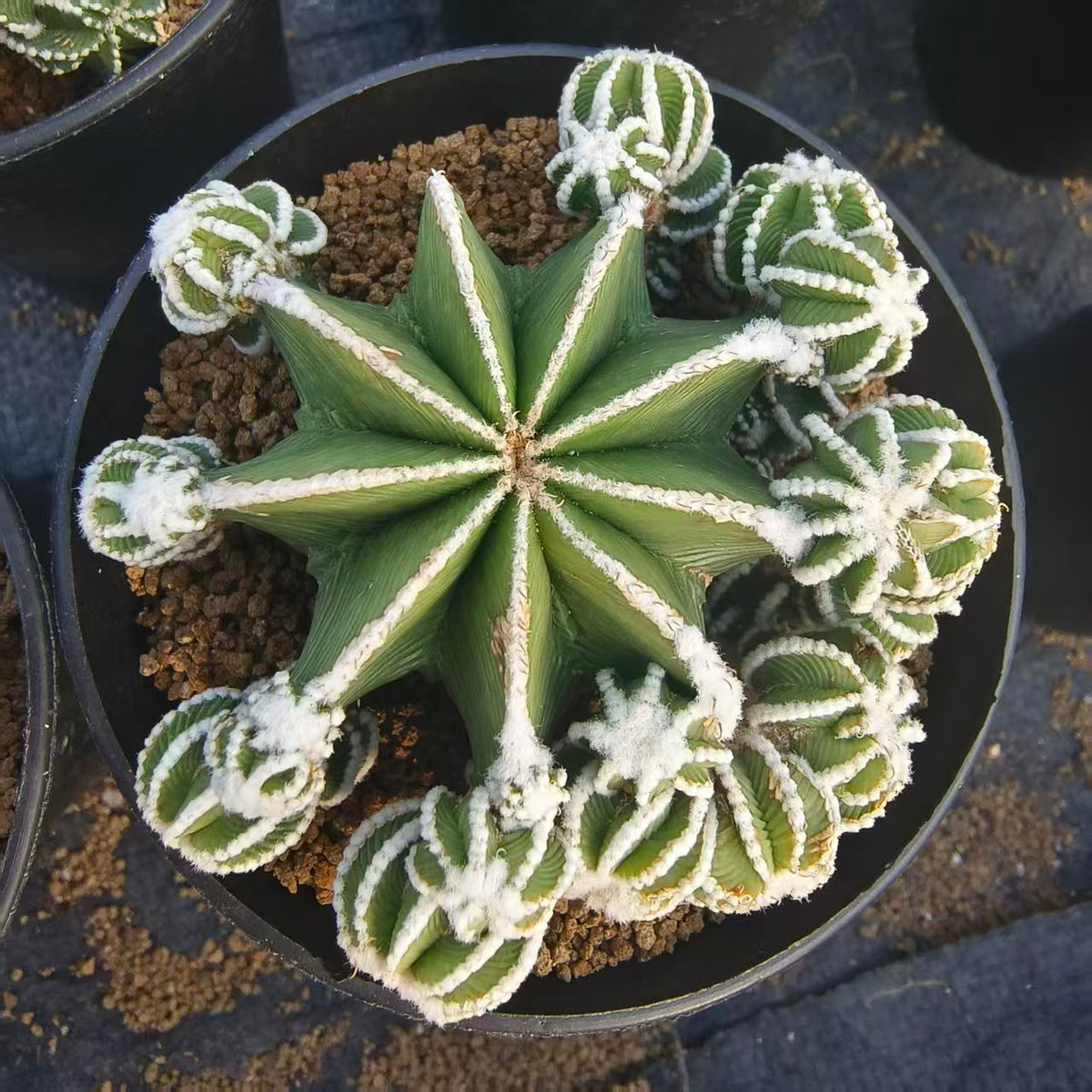 Aztekium hintonii-Aztekium-W8-10cm-image-1