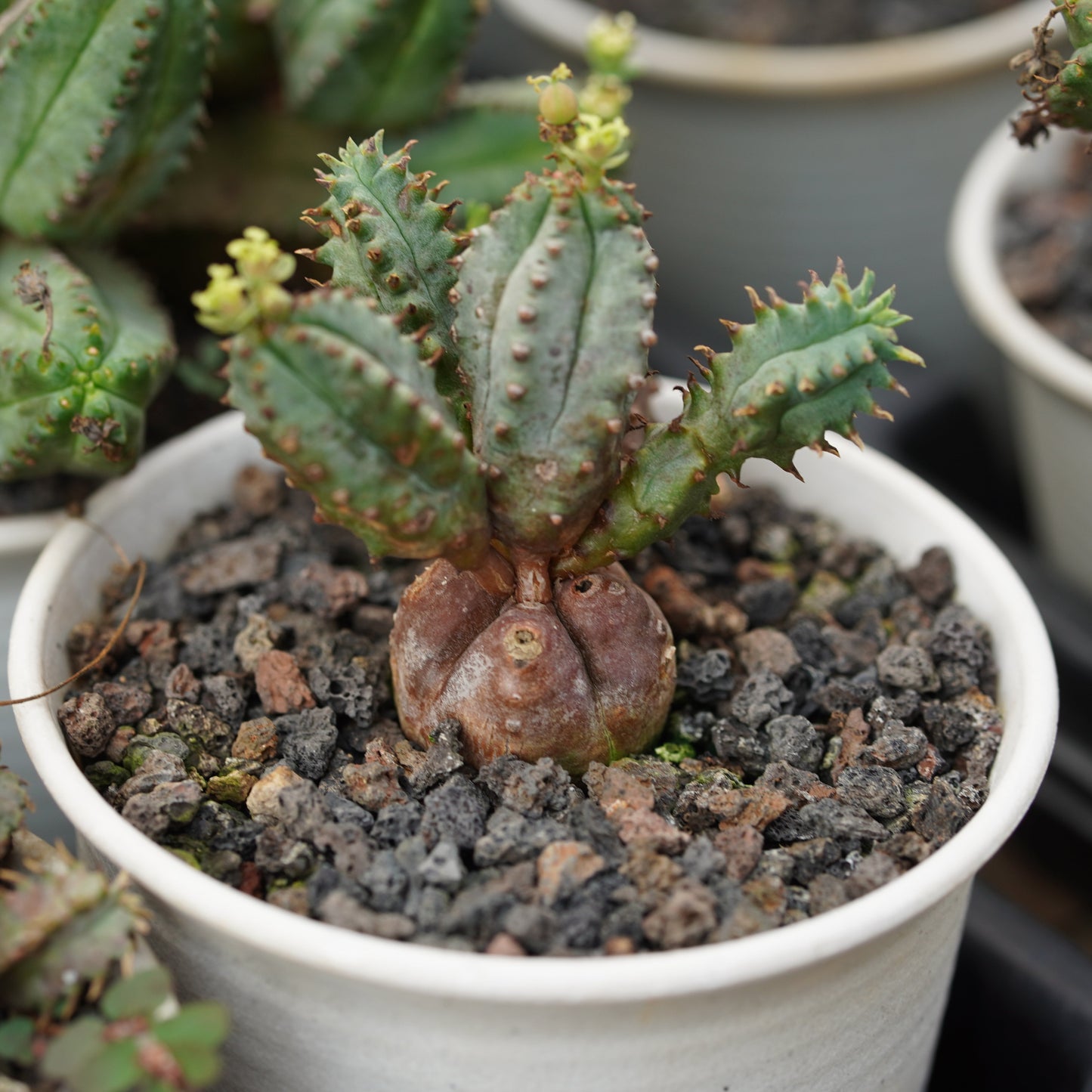 Euphorbia tubiglans