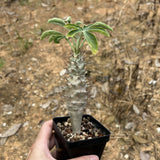 Jatropha fissispina