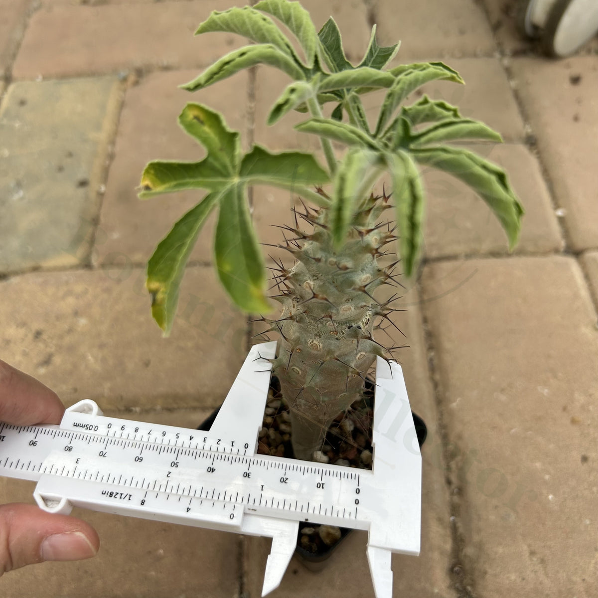 Jatropha fissispina