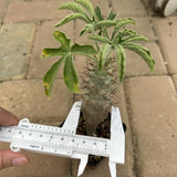 Jatropha fissispina