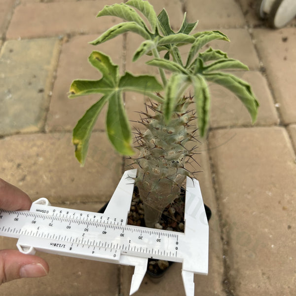 Jatropha fissispina