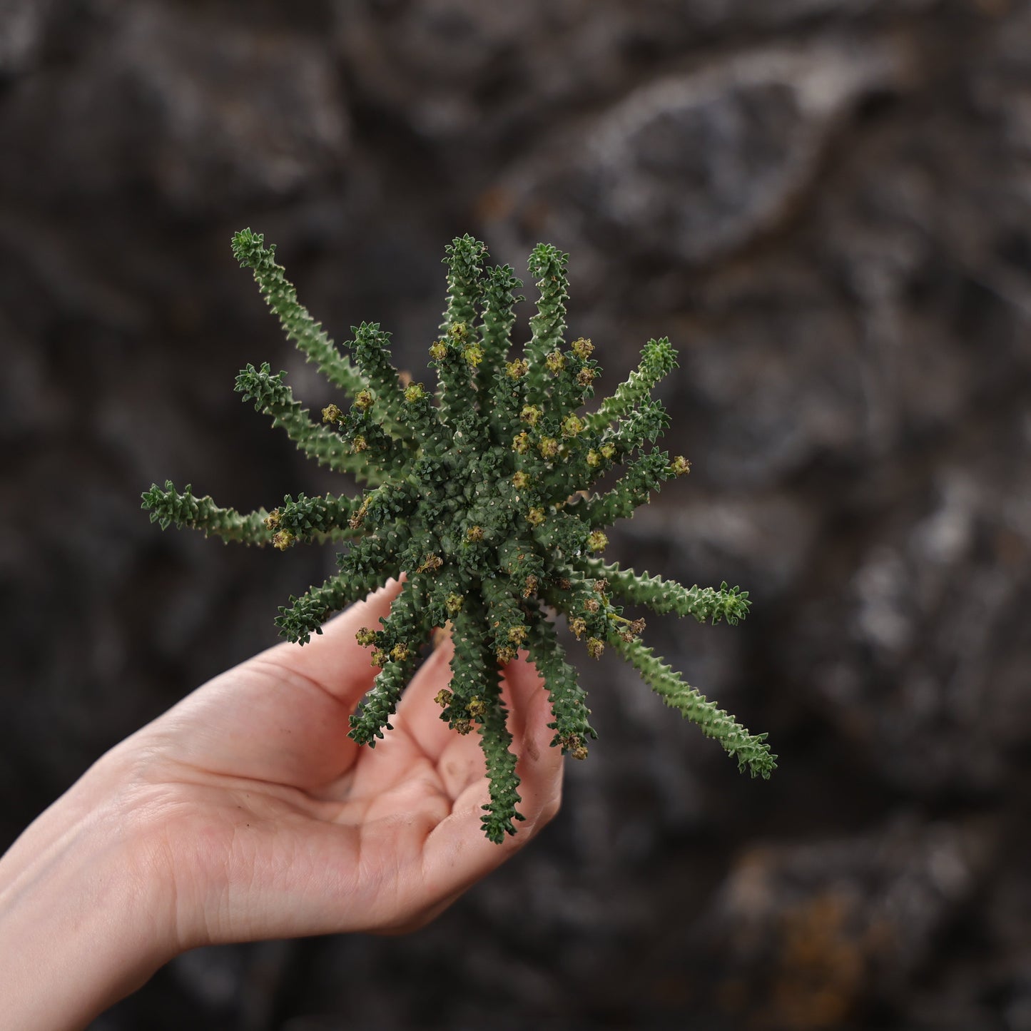 Euphorbia atroviridis