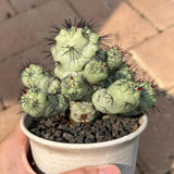 Ortegocactus macdougallii
