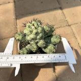 Ortegocactus macdougallii