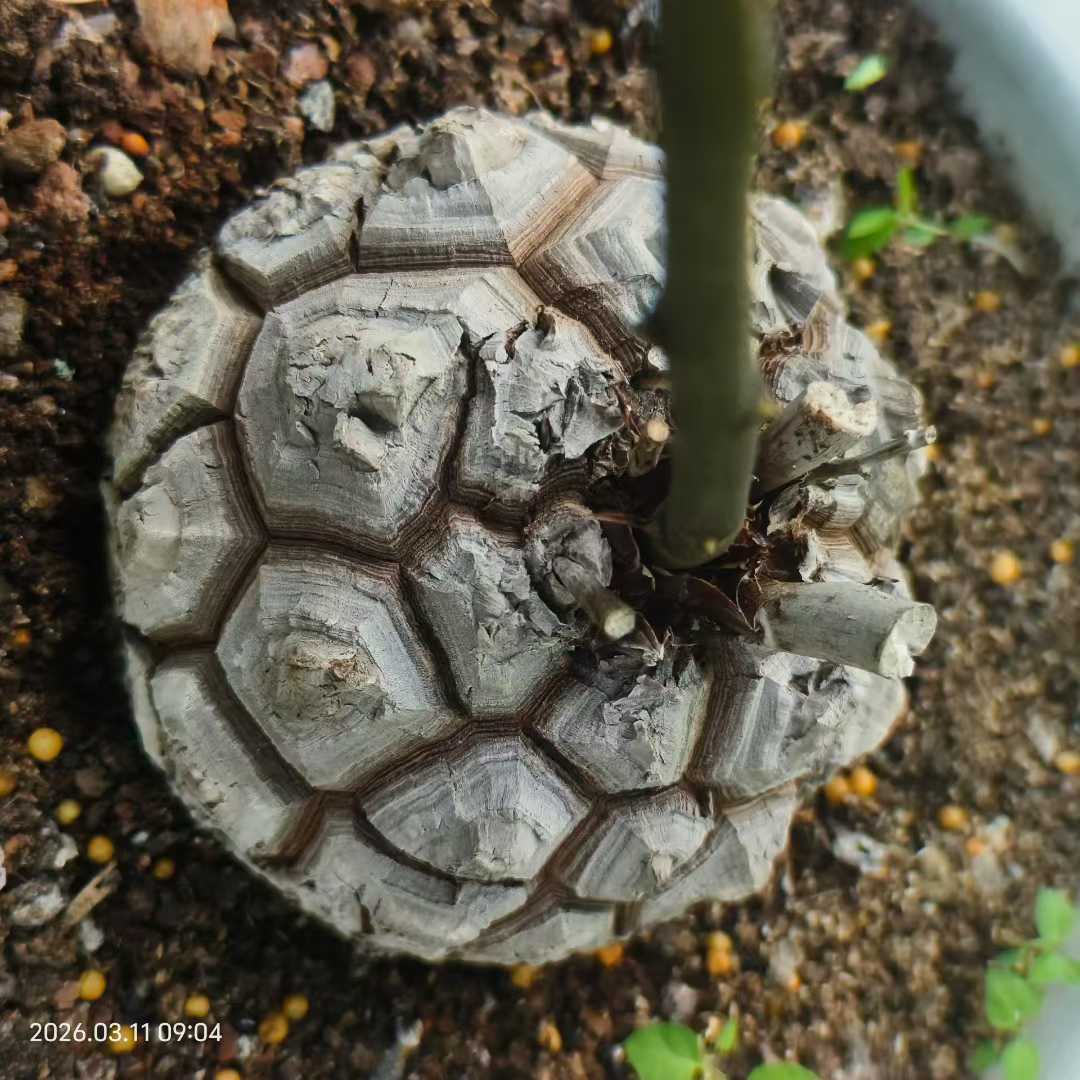 Dioscorea elephantipes For Sale | Quality Seed Grown | Deeply Fissured Geometry | Football Shaped (11.5cm)