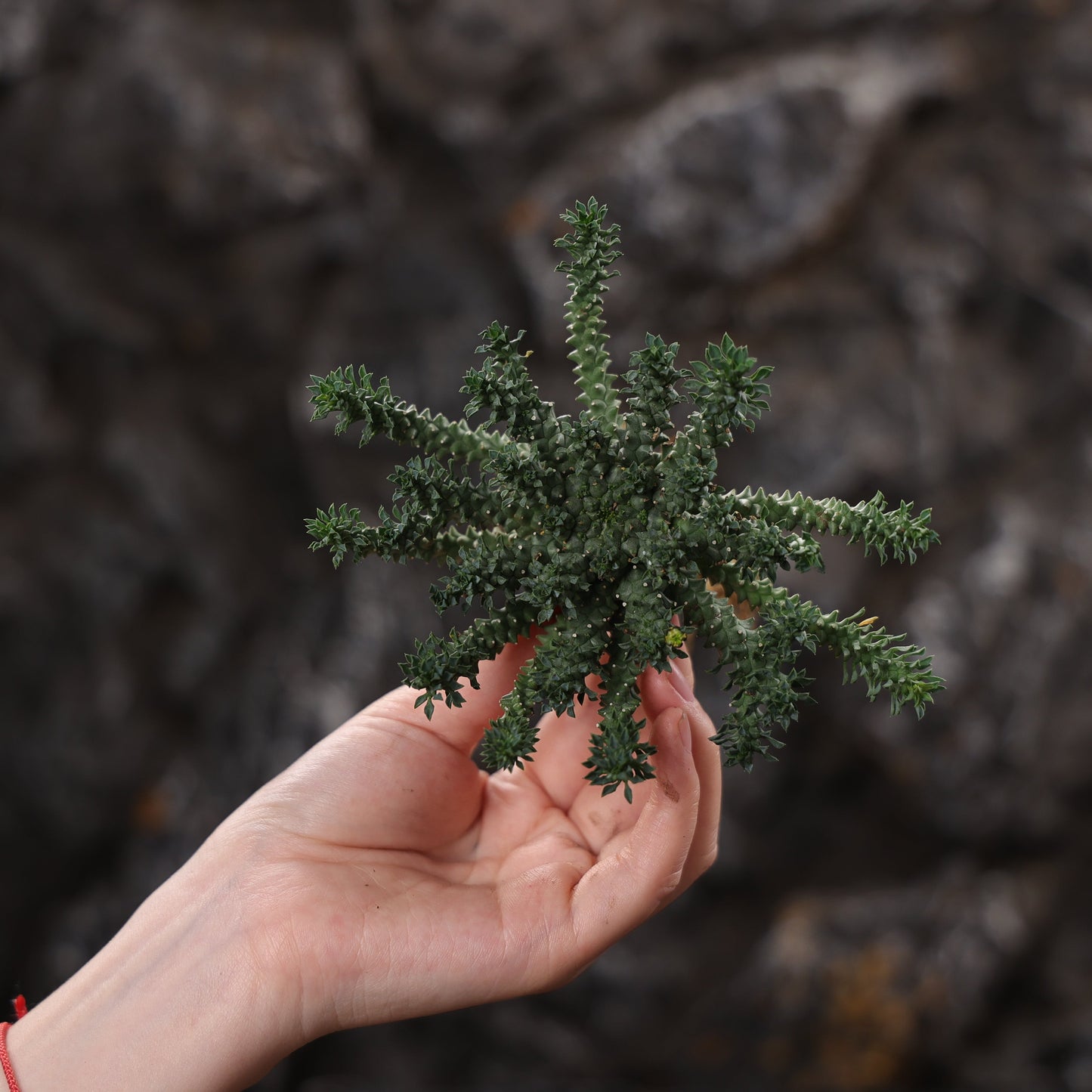 Euphorbia atroviridis