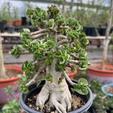 Adenium 'Khao' Dorset Horn