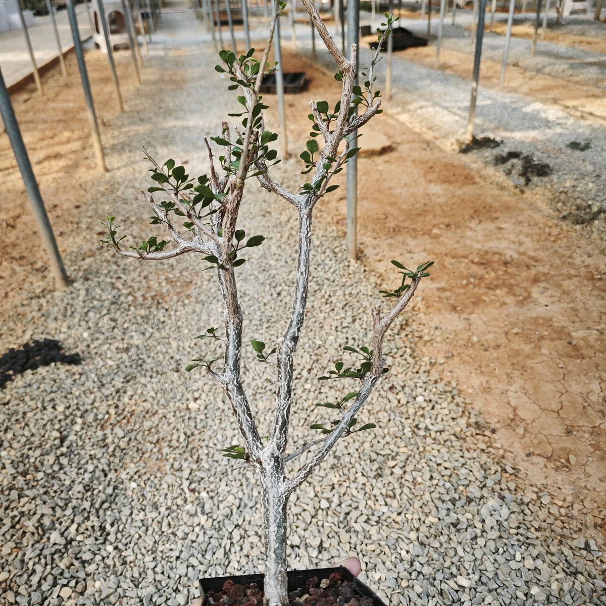 Euphorbia agatheae