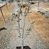 Euphorbia agatheae