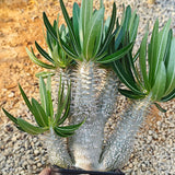Pachypodium inopinatum