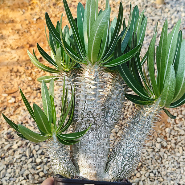 Pachypodium inopinatum