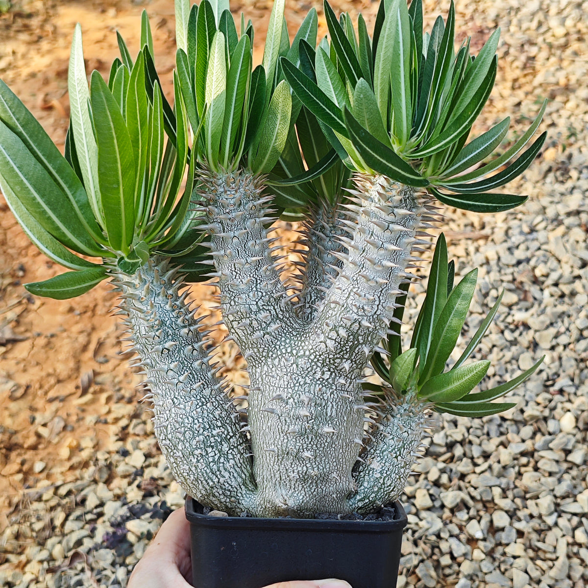 Pachypodium inopinatum