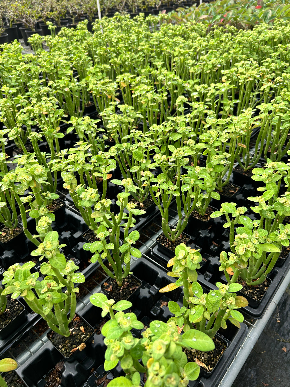 Euphorbia heterodoxa Seeds — Euphorbia — 2026 seed listing — 1 Seed — image 2: plants growing together in a nursery reference photo