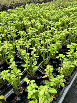 Euphorbia heterodoxa Seeds — Euphorbia — 2026 seed listing — 1 Seed — image 2: plants growing together in a nursery reference photo