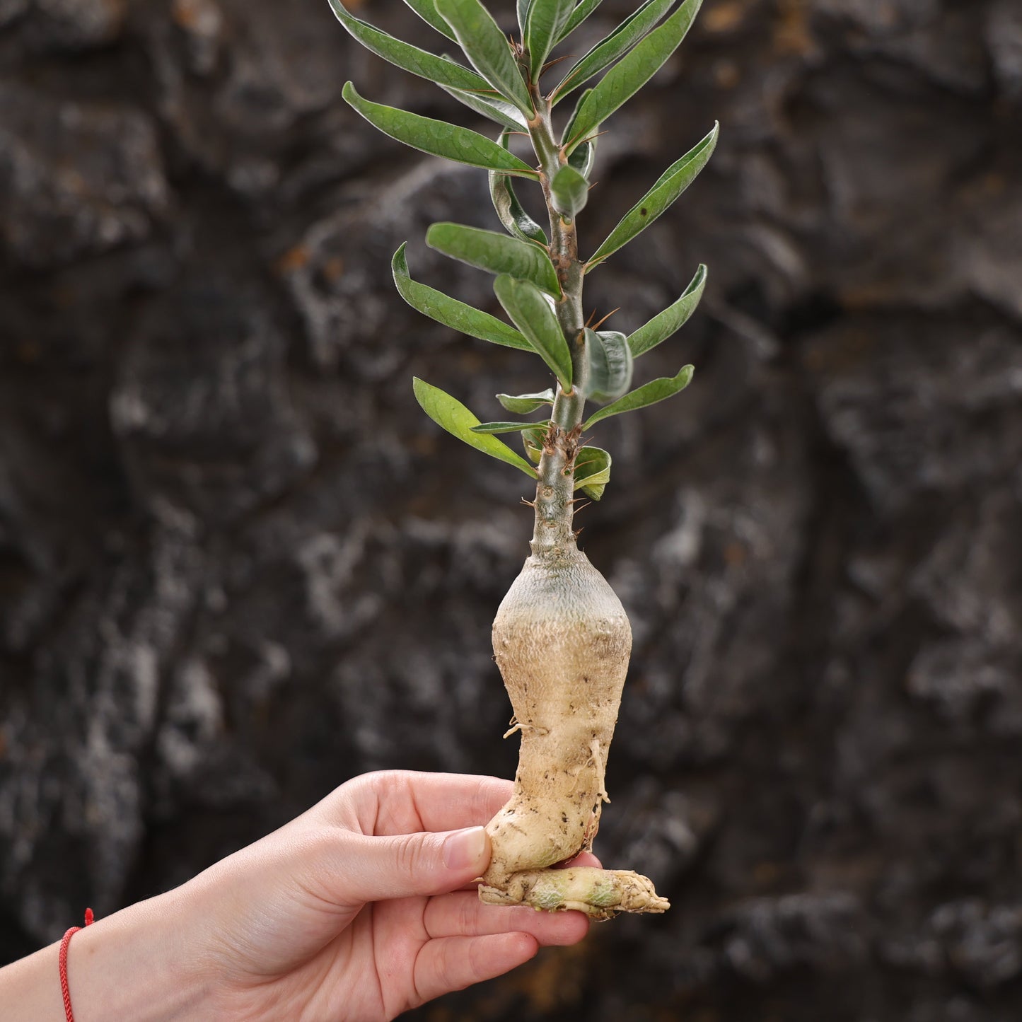 Pachypodium succulentum